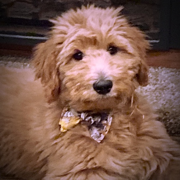 Meet your Posher, Terah - Picture 2 of 2